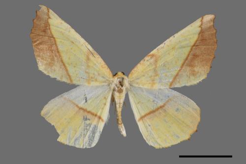 Auaxa cesadaria[鋸褐緣黃尺蛾][00059797]