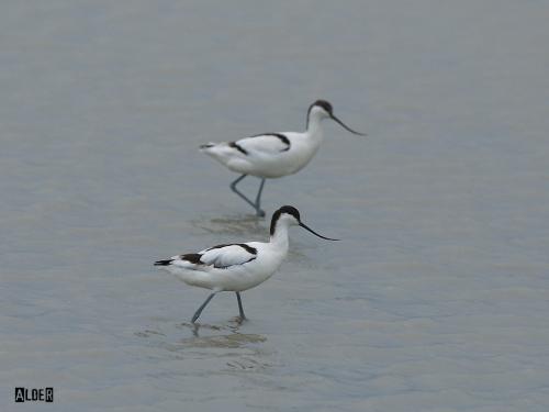 20091224_380149_Avocet_4569.jpg