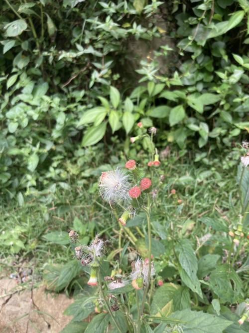 野茼蒿