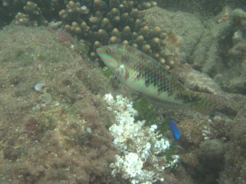斑點海豬魚