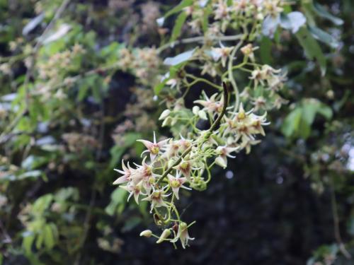 石月