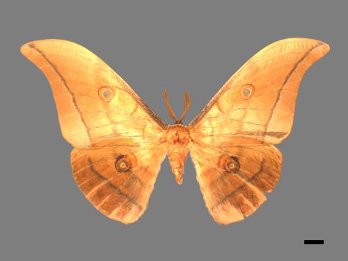 Antheraea yamamai superba[大透目天蠶蛾][00016065]