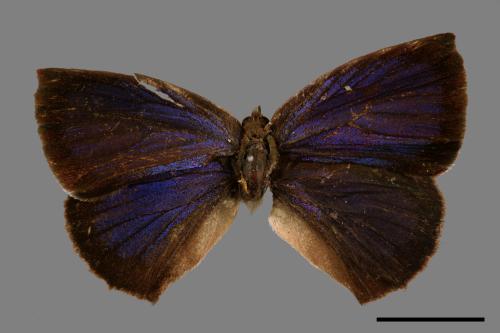Arhopala japonica[紫小灰蝶][00015392]