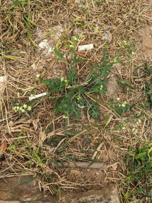 銀膠菊