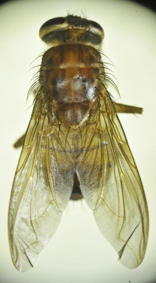 Bengalia fuscipennis dorsal Bengalia fuscipennis dorsal