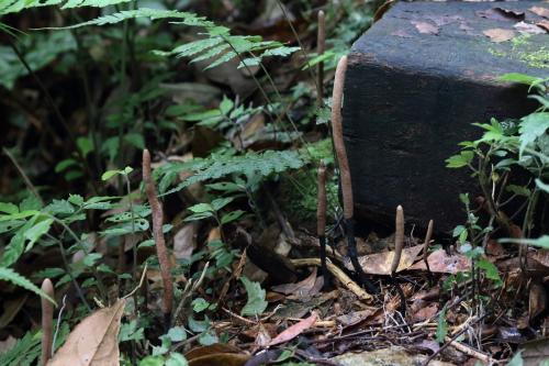 Xylaria nigripes(黑柄炭角菌)