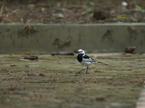 20090920_380428_White_Wagtail_2112.jpg