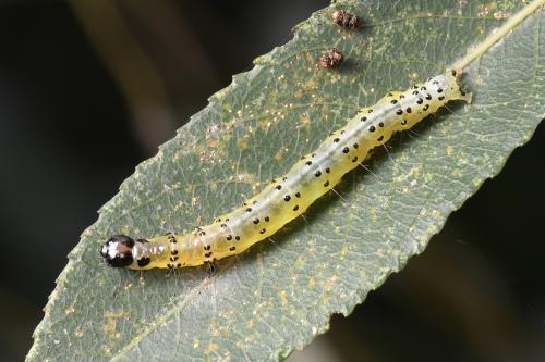Botyodes principalis