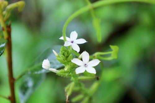 白花丹