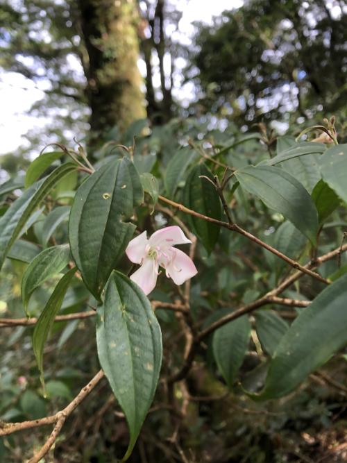 深山野牡丹