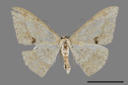 Luxiaria mitorrhaphes[雙斑鈎尺蛾][00091471]