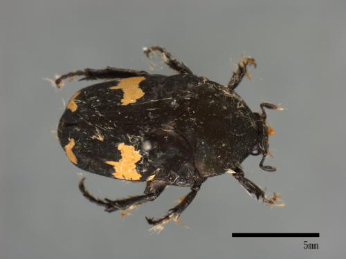Clinteria aeneofusca[灰斑擬黑花金龜][00081559]