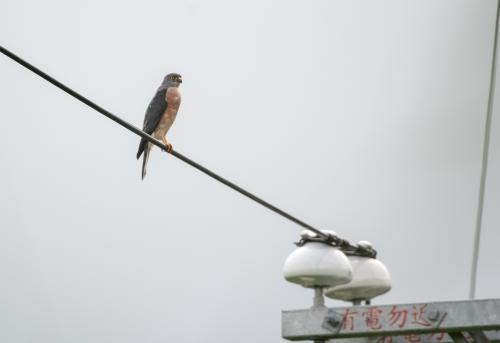 赤腹鷹 赤腹鷹