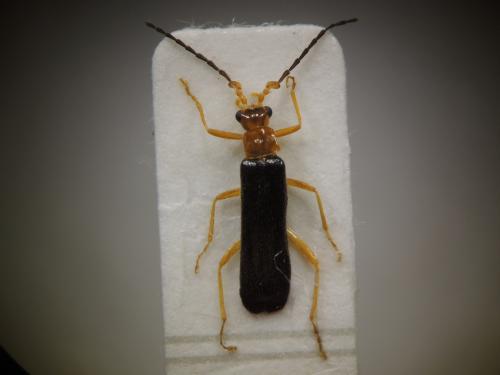 Fissocantharis multicostata (Wittmer, 1982) Fissocantharis multicostata (Wittmer, 1982)