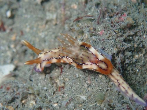 Hypselodoris krakatoa_P7230553