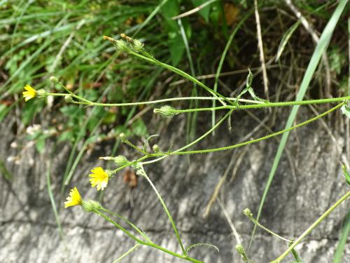 高山毛連菜