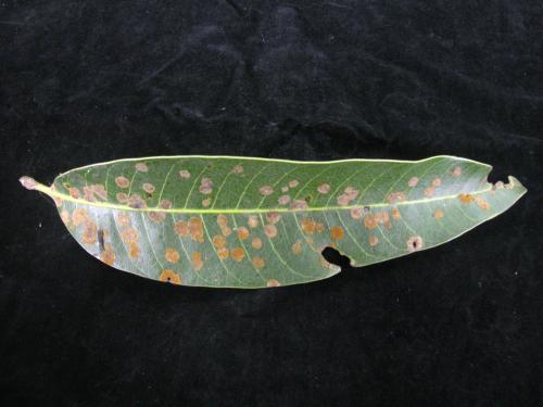 頭孢藻 頭孢藻