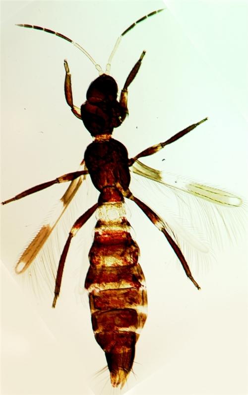 Franklinothrips vespiformis Franklinothrips vespiformis