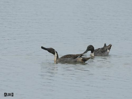 20091227_380057_Northern_Pintail_5408.jpg