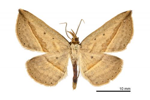 Carsina arizanensis_male_TFRI_003_1