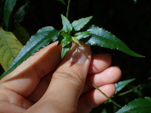 玉山肺形草 玉山肺形草