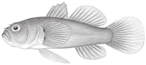 Lubricogobius exiguus@Jheng2166 Lubricogobius exiguus@Jheng2166