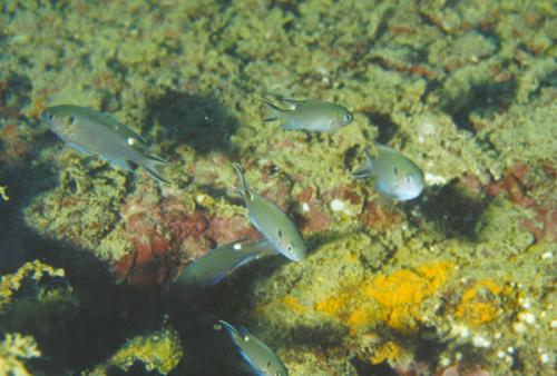 Neopomacentrus cyanomos@fishdb-media-2505 Neopomacentrus cyanomos@fishdb-media-2505