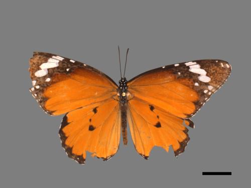 Danaus chrysippus[樺斑蝶][00090403]