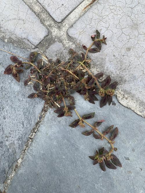 飛揚草