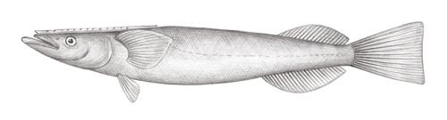 Remora albescens@Jheng1237