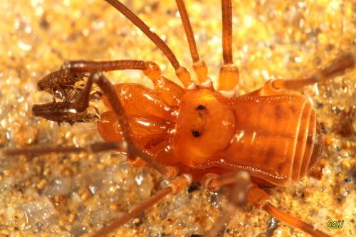 Epedanidae sp.1 Epedanidae sp.1