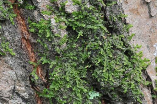 Frullania ericoides (Nees) Mont. 生態照