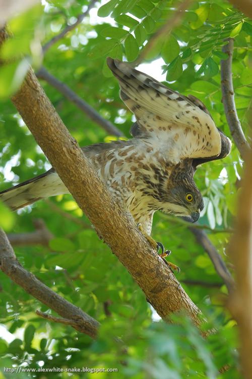 20110127 鳳頭蒼鷹-亞成@高雄 398