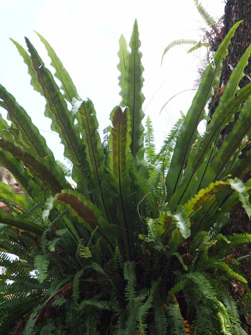 臺灣山蘇花 臺灣山蘇花