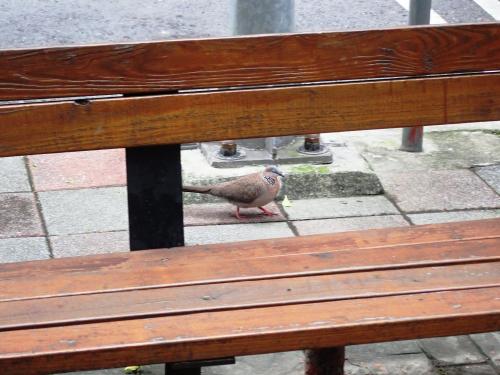珠頸斑鳩