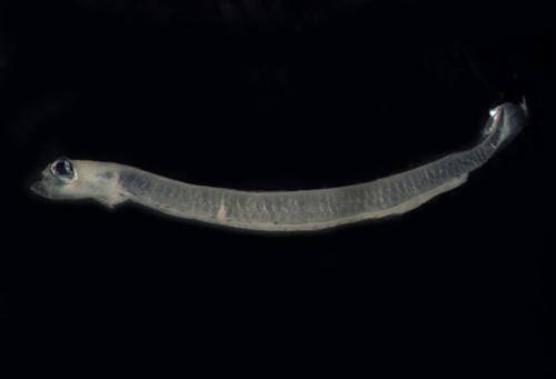 ASIZP0079384