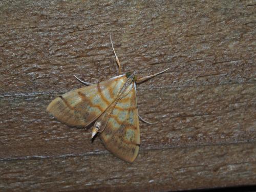 Pagyda nebulosa