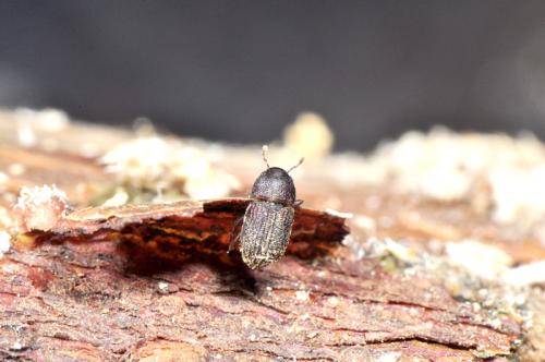 Ficicis porcatus (Chapuis, 1869) 污穢榕小蠹