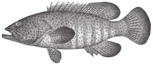 Cephalopholis argus@Jheng0998 Cephalopholis argus@Jheng0998