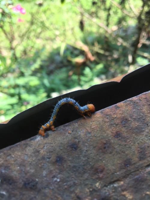 橙帶藍尺蛾 橙帶藍尺蛾