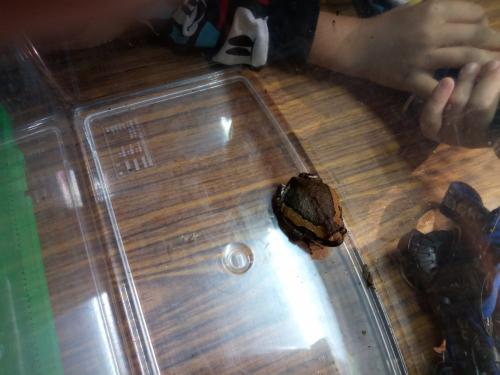 花狹口蛙 花狹口蛙
