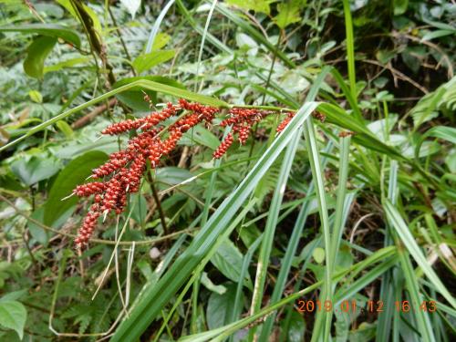 紅果薹