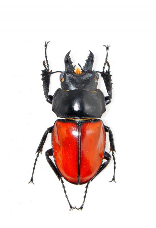 Neolucanus swinhoei 紅圓翅鍬形蟲