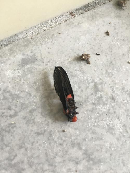 紅蟬