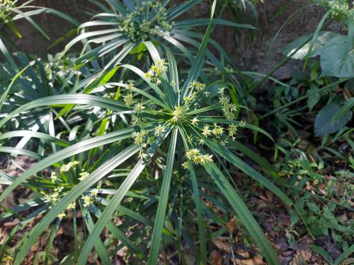 光桿輪傘莎草 光桿輪傘莎草
