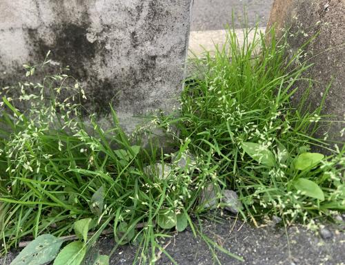 早熟禾