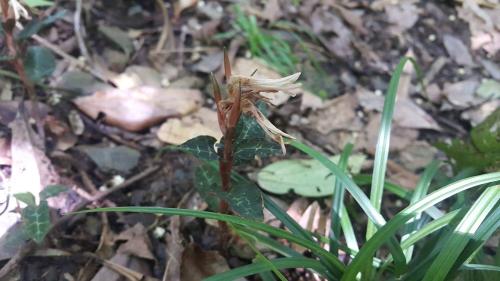 雙花斑葉蘭 雙花斑葉蘭