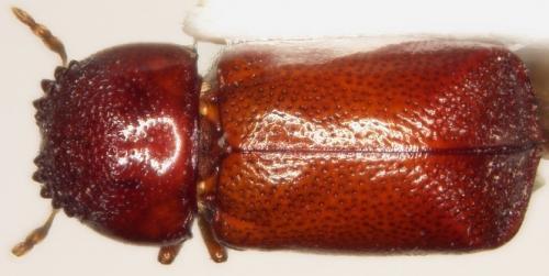 Xylopsocus castanoptera (Fairmaire, 1850)