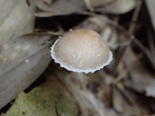 Stropharia aff. riparia(灰裂環球蓋菇之近似種)