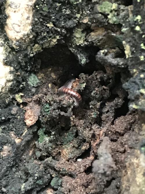 擬旋刺馬陸